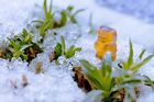 Gummib&auml;rchen im Winter
