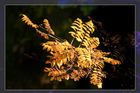 Herbst