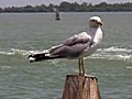 Die Tauben von Venedig gibt es nat&uuml;rlich auch auf Murano