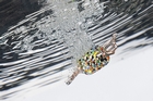 Wasser flie&szlig;t als ewige Quelle aus dem Bild