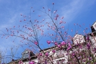 Bl&uuml;ten von unten